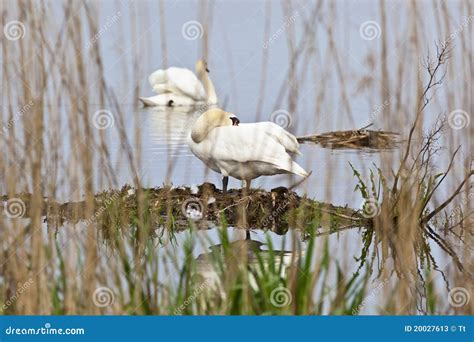 Mute Swan nesting stock image. Image of swan, edge, scene - 20027613