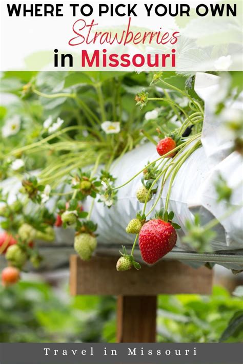 Strawberry Picking Near Me: 10 Delicious U-Pick Farms In Missouri ...