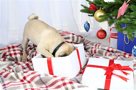 12 Gift Ideas Your Pet Will Love This Christmas - PetSecure