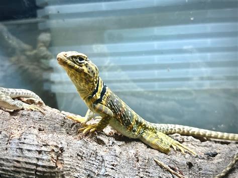 Eastern Collard Lizard For Sale Captive Bred Desert Collard Lizard