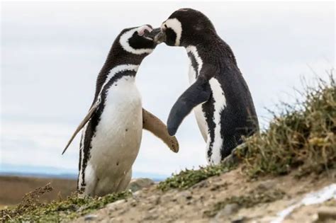 14 Magnificant Facts About Magellanic Penguins [#9 Will Surprise You ...