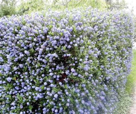 California Lilac | Native Garden and Farm Gardens