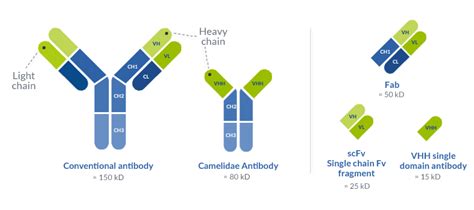 VHH single domain antibody production - ProteoGenix