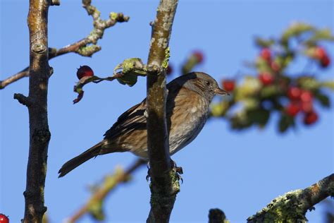 Dunnock Dundalk Fergal Stanley Flickr