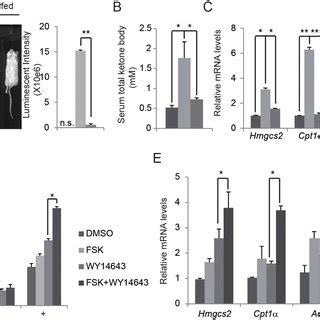 Fasting signal induces PPARα activation and ketogenesis AC Effect