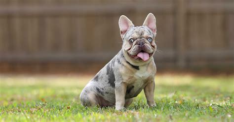 French Bulldog Puppies For Sale In Tennessee