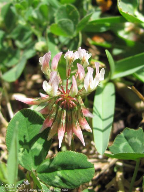 Trifolium Repens Flora On