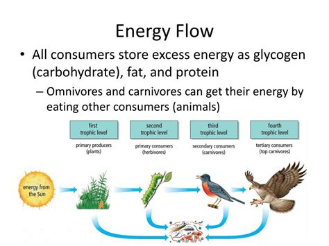 PPT Energy Flow In An Ecosystem PowerPoint Presentation Free