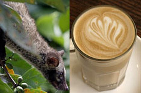 Benefits of Kopi Luwak for Our Health – Matrexnet