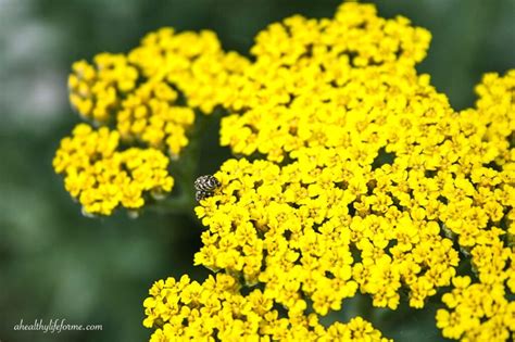 How To Grow And Care For Yarrow A Healthy Life For Me