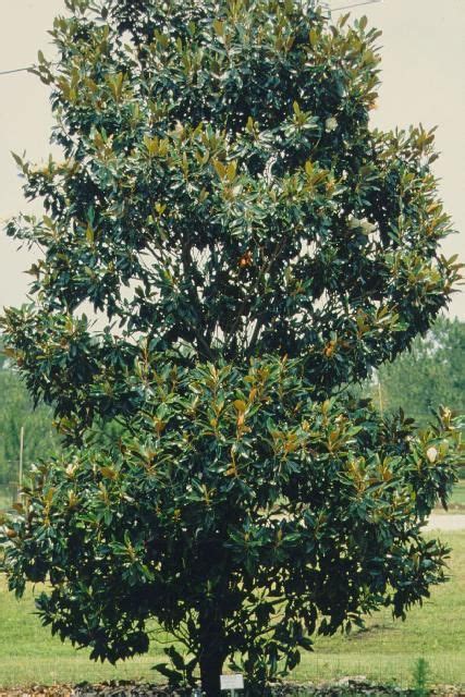 Magnolia Grandiflora Little Gem Little Gem Southern Magnolia