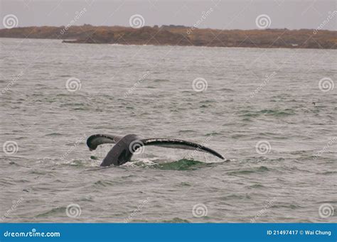 Tail Fluke Of Diving Humpback Whale Stock Image CartoonDealer