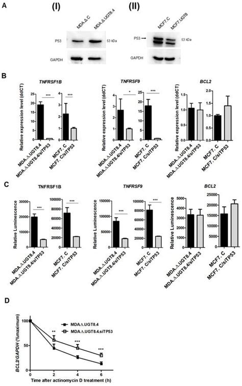 Galactosylceramide Upregulates The Expression Of The Bcl Gene And