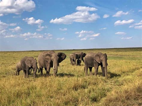 Safari Tage Lake Manyara Np Ngorongoro Crater Tarangire Np