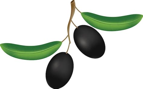 Clipart Vektor Schwarze Olive Premium Vektor