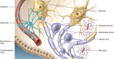 Chapter 6 Nervous System Flashcards Quizlet