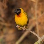 Black Headed Weaver Ploceus Melanocephalus Photo Call And Song