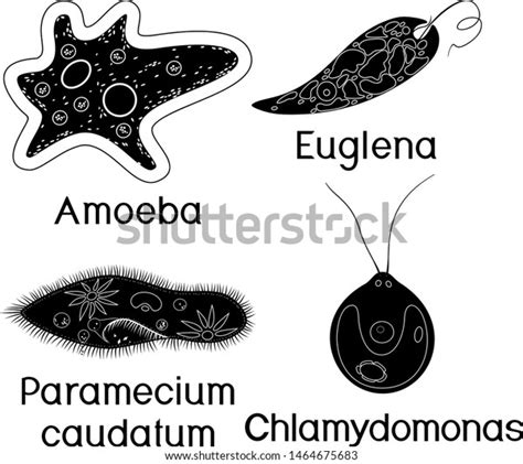 Set Unicellular Organisms Protozoa Paramecium Caudatum เวกเตอร์สต็อก ปลอดค่าลิขสิทธิ์