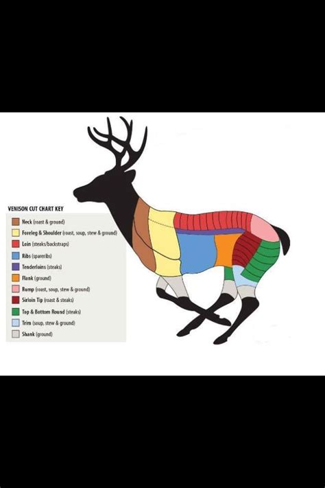 Butchering Chart For Deer