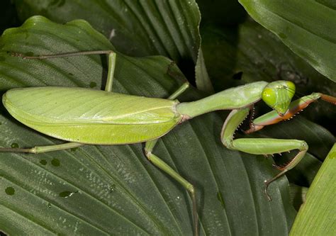 Daintree Rainforest Insects Archives Cooper Creek Wilderness