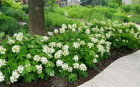 A Row Of Pee Wee Dwarf Oakleaf Hydrangea Small Hydrangea That Blooms