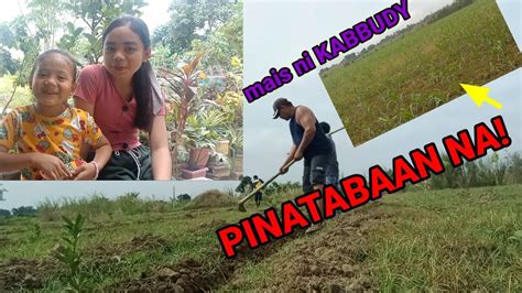 PAGPATABA NG MGA MAIS SA LUCKY FARM NI KABUDDY MINI FARM YouTube