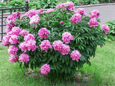 Tips Information About Peonies Gardening Know How