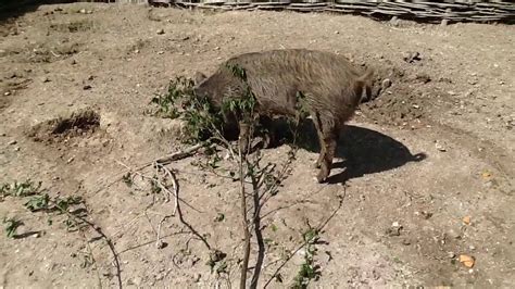 Iron Age Pig Youtube