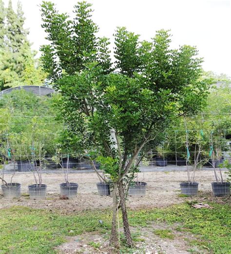 Zanthoxylum coriaceum | Treeworld Wholesale