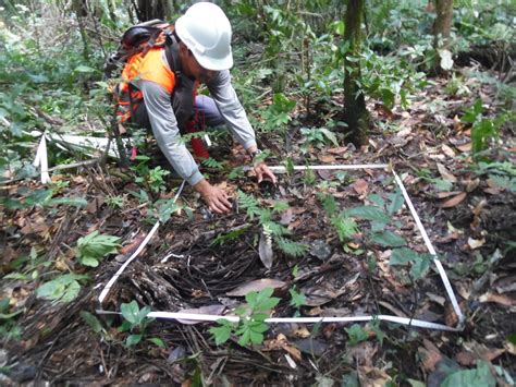 LÍNEA DE TIEMPO DE INVENTARIOS FORESTALES EN BPP 2021