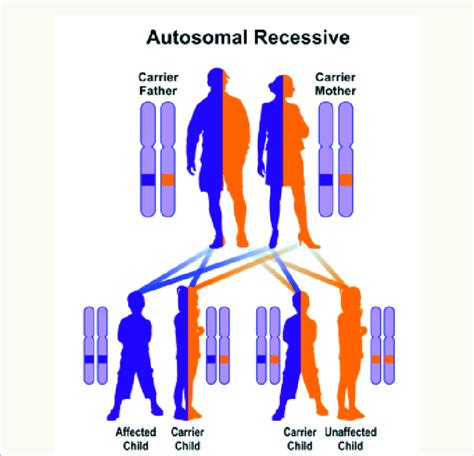 Schematic View Of Autosomal Recessive Hereditary Pattern That