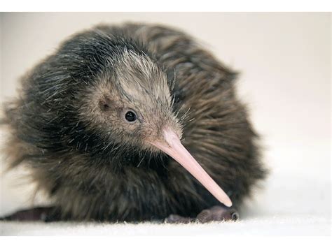 Public Outcry Over Kiwi Bird's Treatment Leads To Zoo Miami Apology ...