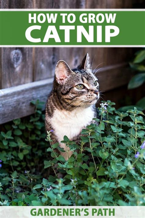 Learn How to Plant and Grow Catnip | Gardener’s Path