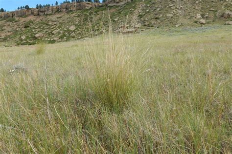 Montana State Grass Bluebunch Wheatgrass Pocket Montana