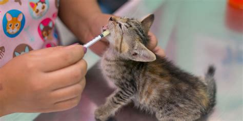 Comuns Tipos De Vermes Em Gatos Fotos Cats