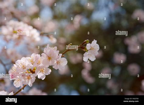 Close up cherry blossom tree in park at Yamagata , Japan with sun light ...