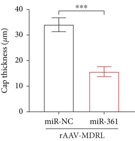 Overexpression Of Mir Counteracts The Protective Effect Of Mdrl