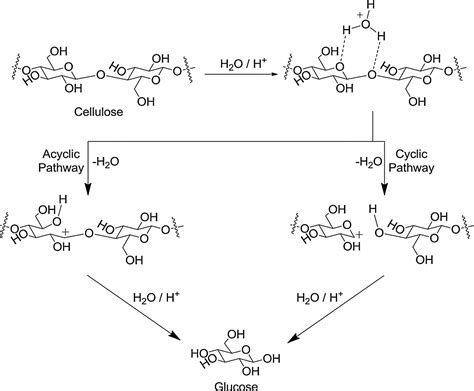 Cellulose Hydrolysis Reaction Equation