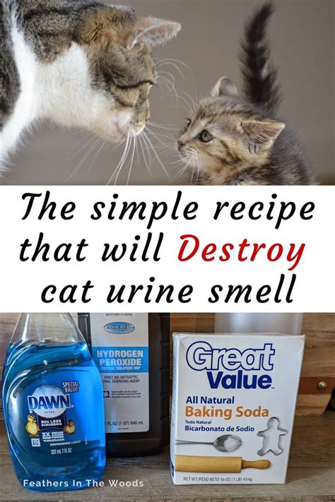 Cat pee smell spray - pee cat home