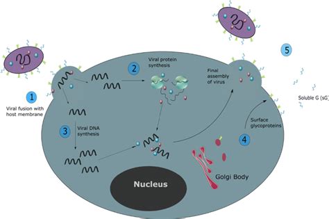 The RSV Life Cycle 1 The Virion Initially Binds To The Host Cell