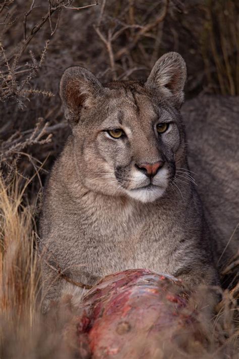 Puma Puma Concolor Ecoregistros