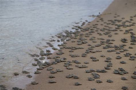 Mais de 51 mil filhotes de quelônios são devolvidos à natureza no AM