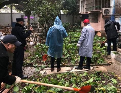 江岸一小区内公共绿地成私人菜园 城管冒雪全部铲除 新浪湖北 新浪网