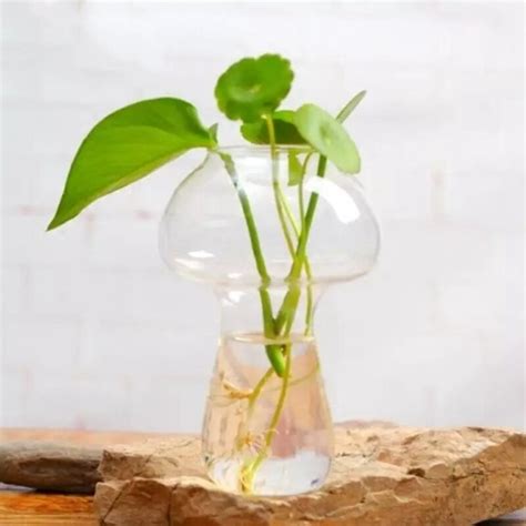 Vase En Verre Transparent Bouteille Pour Plantes Grandado