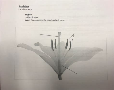 Plants Study Guide Diagram Quizlet