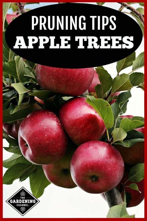 Pin By Susan Fritz On Gardens Apple Tree Apple Tree Care Pruning