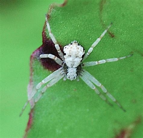 Running Crab Spider Philodromidae Philodromus Marxi Bugguidenet