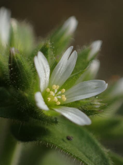 Sticky Mouse Ear Chickweed Plants Of Lake Arrowhead State Park Tx