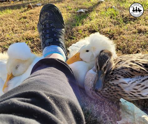 Pet Ducks: The Ultimate Guide to Keeping and Caring for Them