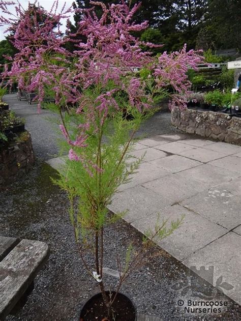 Tamarix Ramosissima Pink Cascade From Burncoose Nurseries